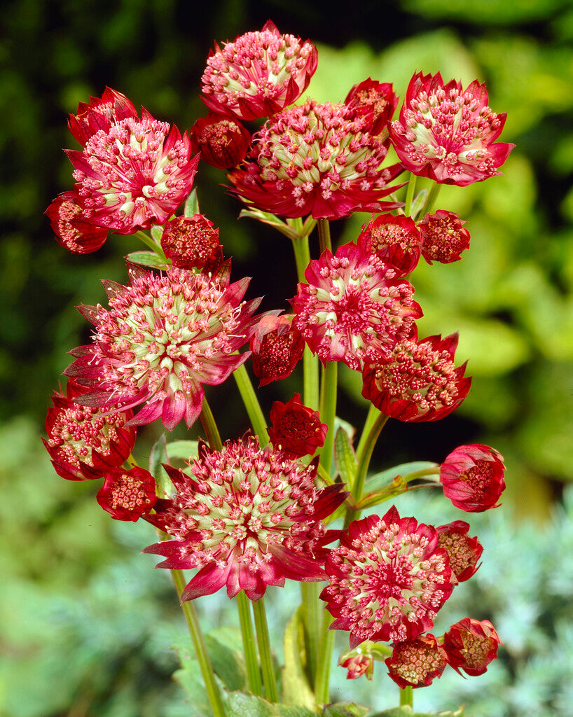 Astrantia Major Rubra