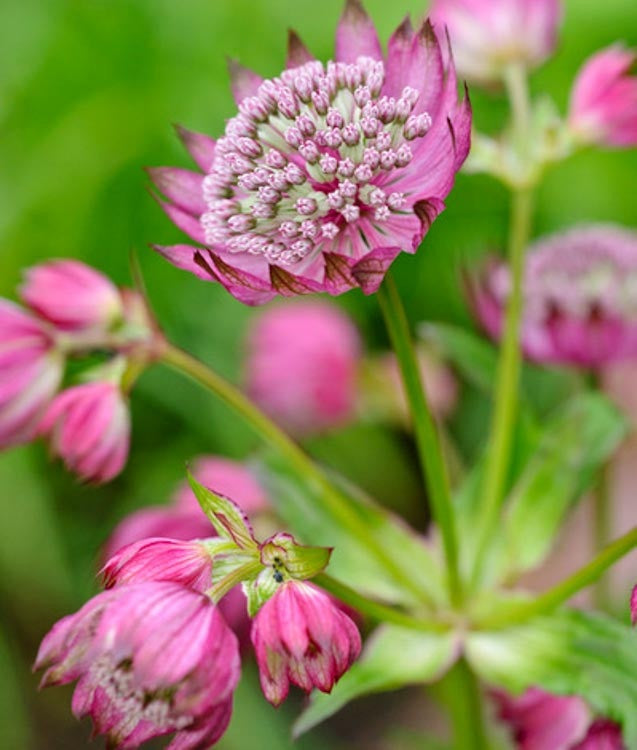 Astrantia Ruby Cloud