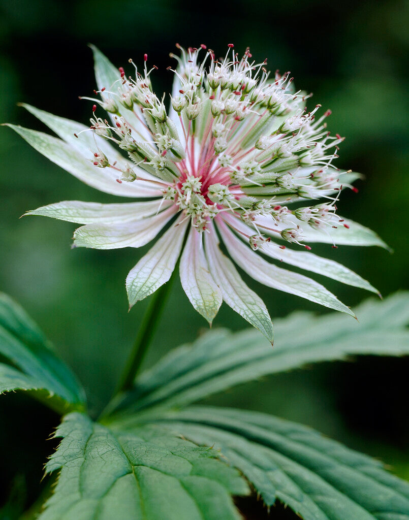 Astrantia Shaggy