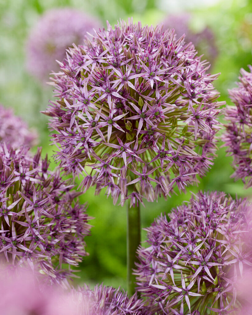 Allium Atlas