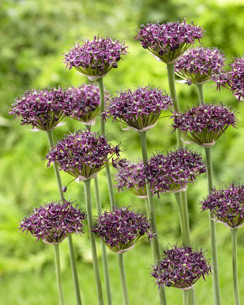 Allium Atropurpureum