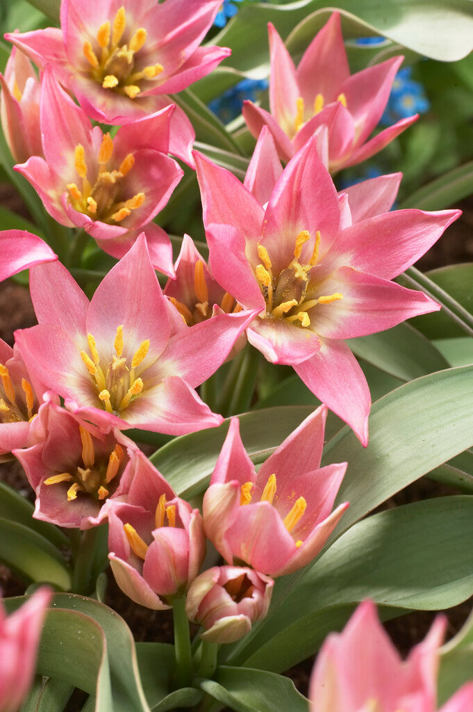 Tulipa Aucheriana