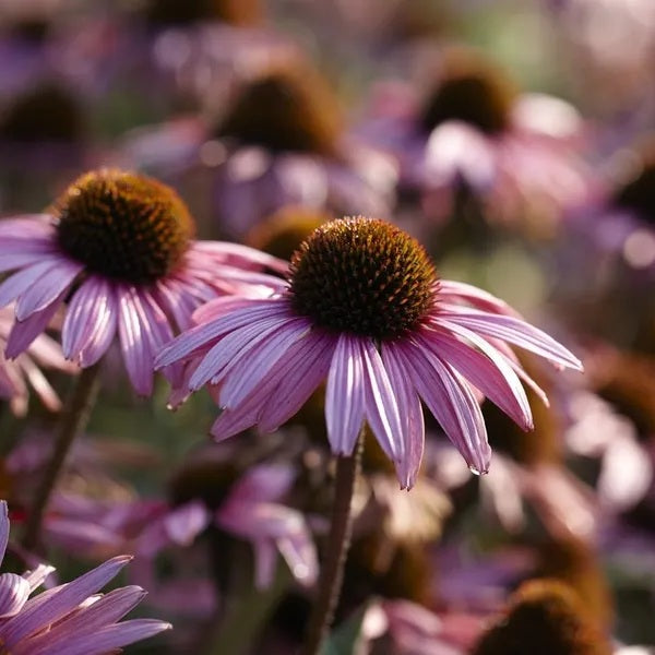 Echinacea Augustkönigin