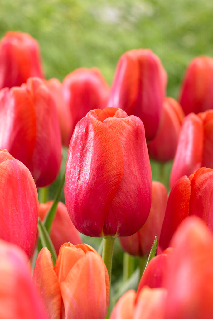 Tulipa Avignon
