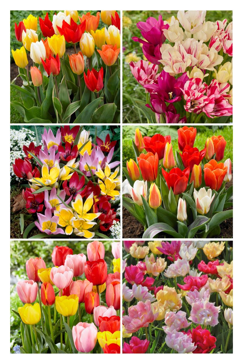 Bulbs4you Specials Blumenzwiebelpaket