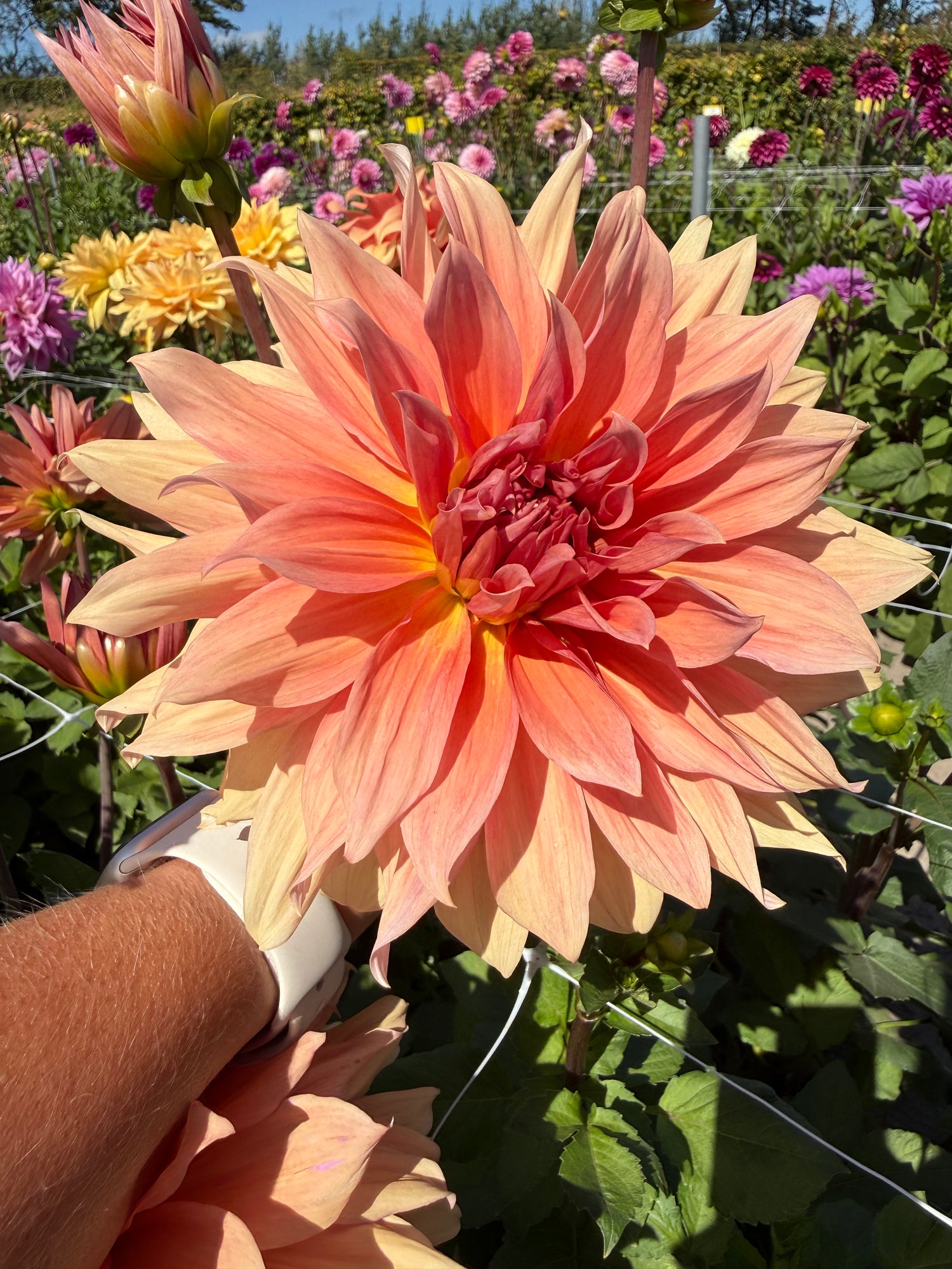 Dahlia Babylon Brons