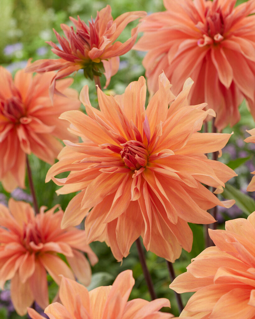 Dahlia Babylon Bronze