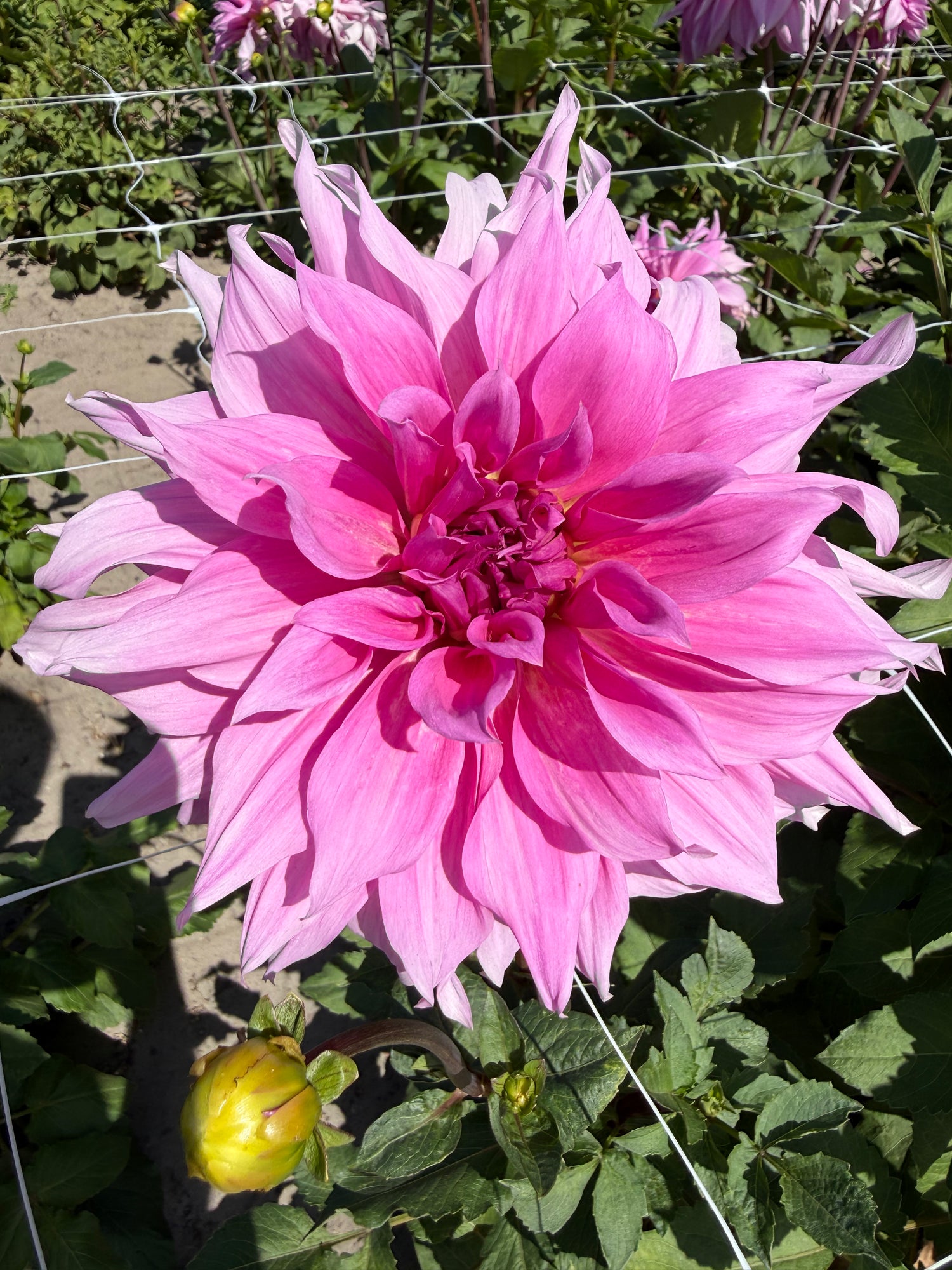 Dahlia Babylon Lila