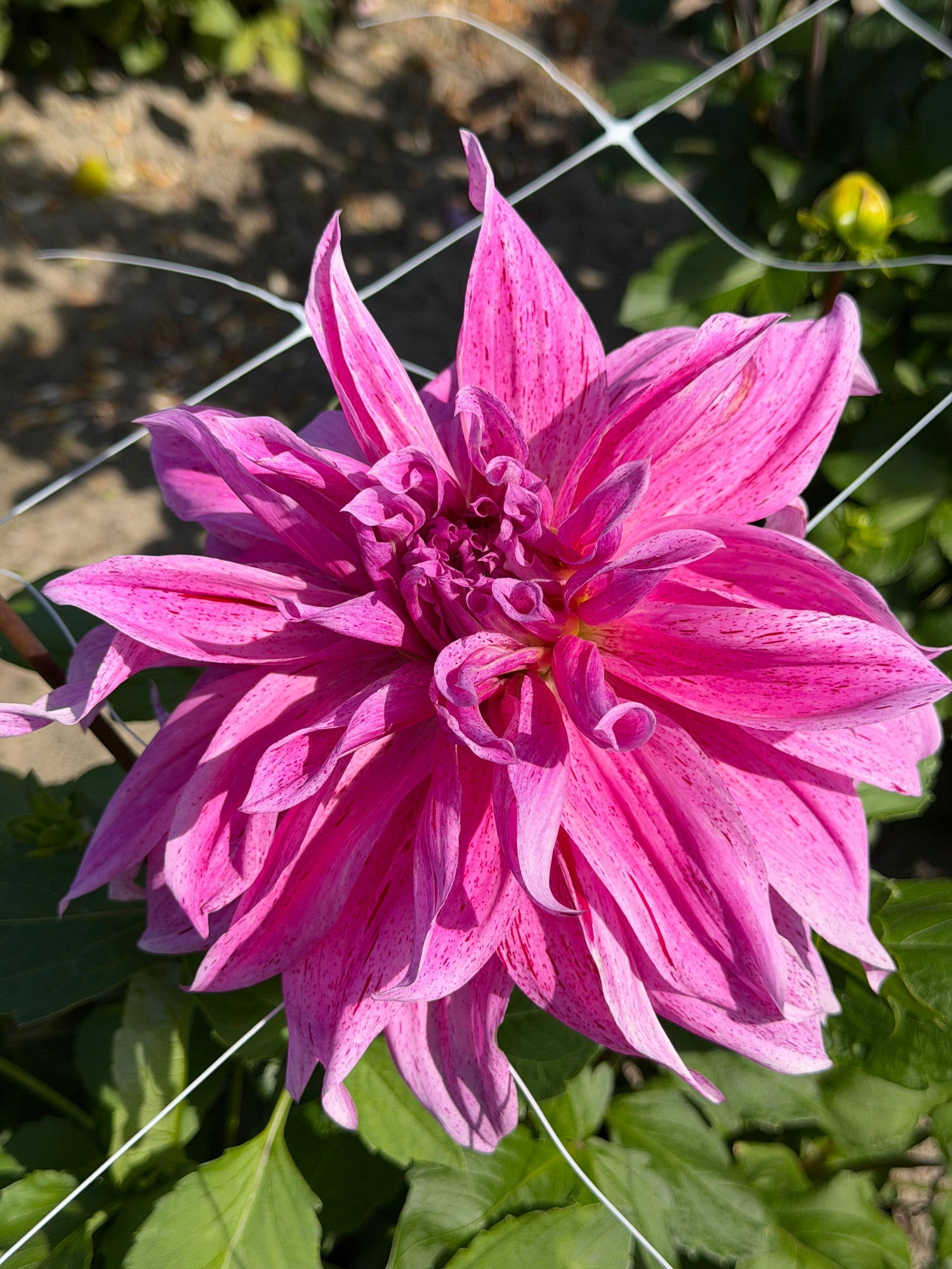Dahlia Babylon lila gevlamd