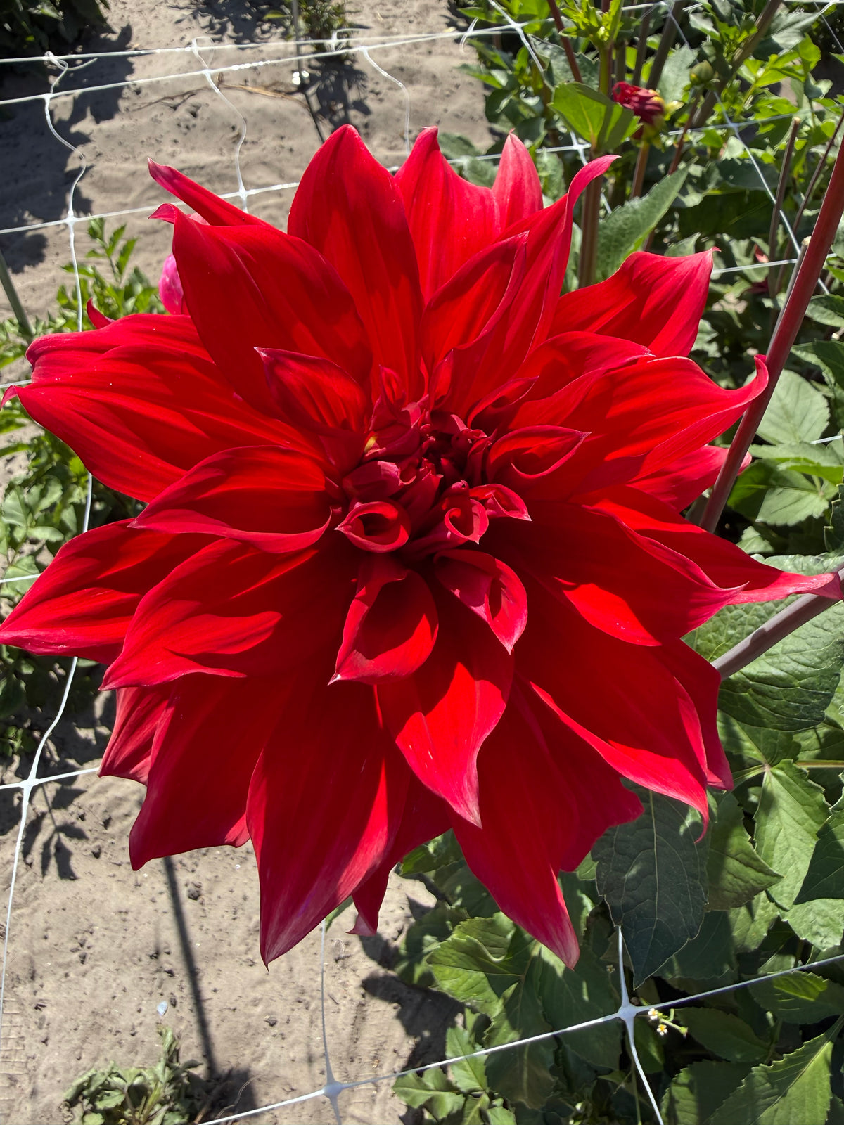 Dahlia Babylon Rood