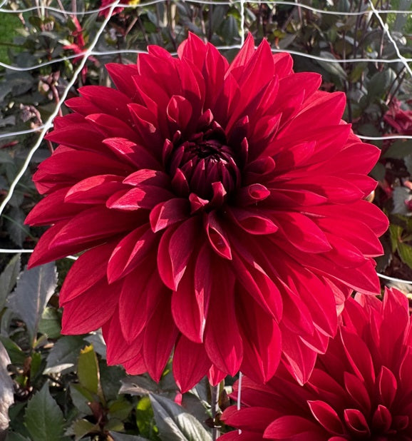 Dahlia Bacardi