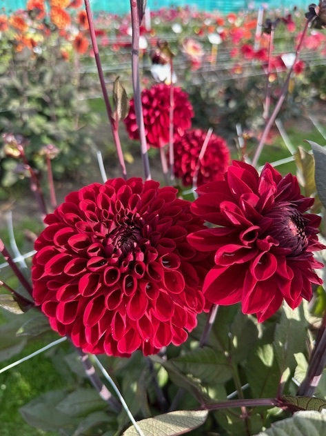 Dahlia Baccara