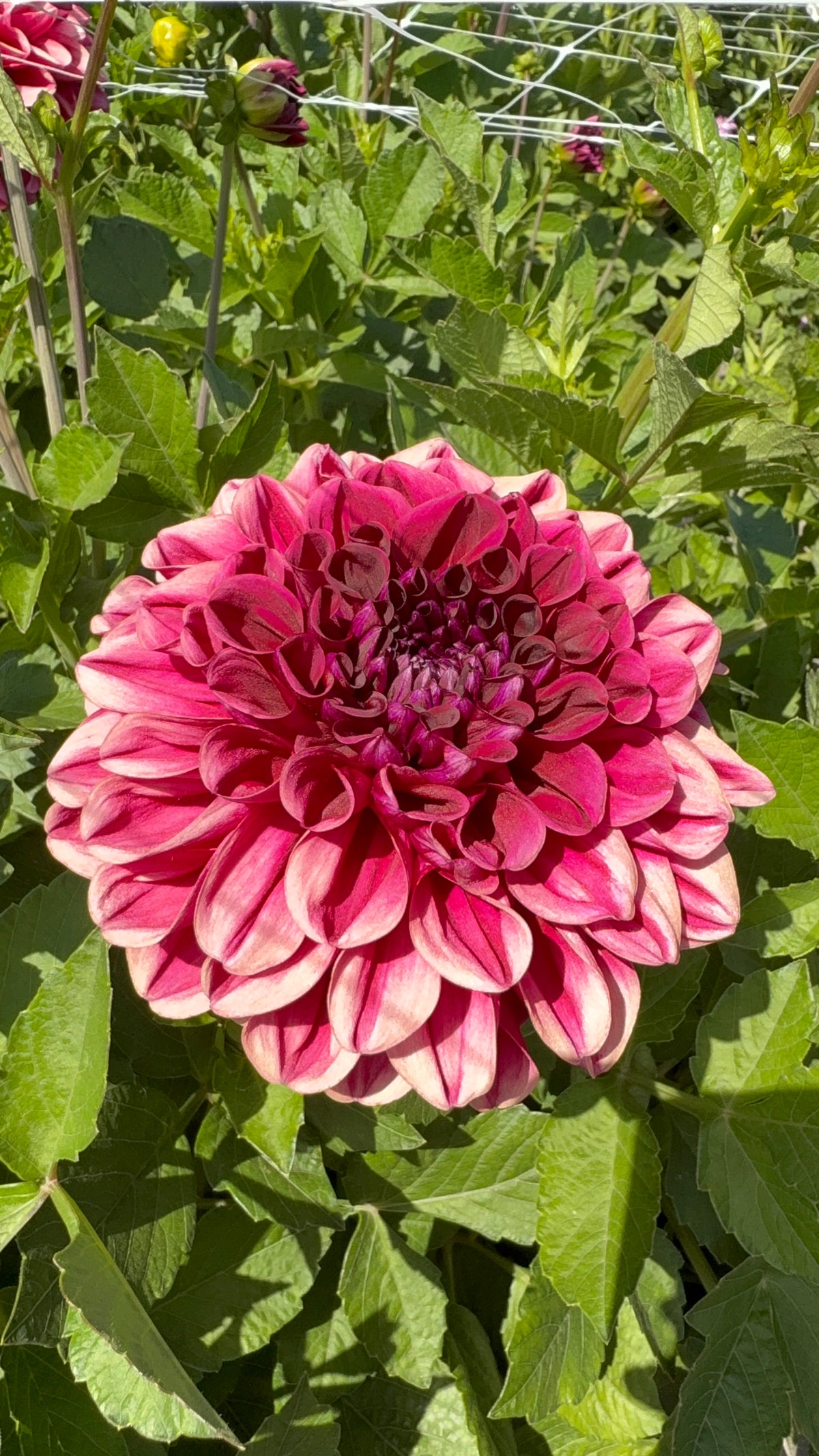 Dahlia Baccara FDM