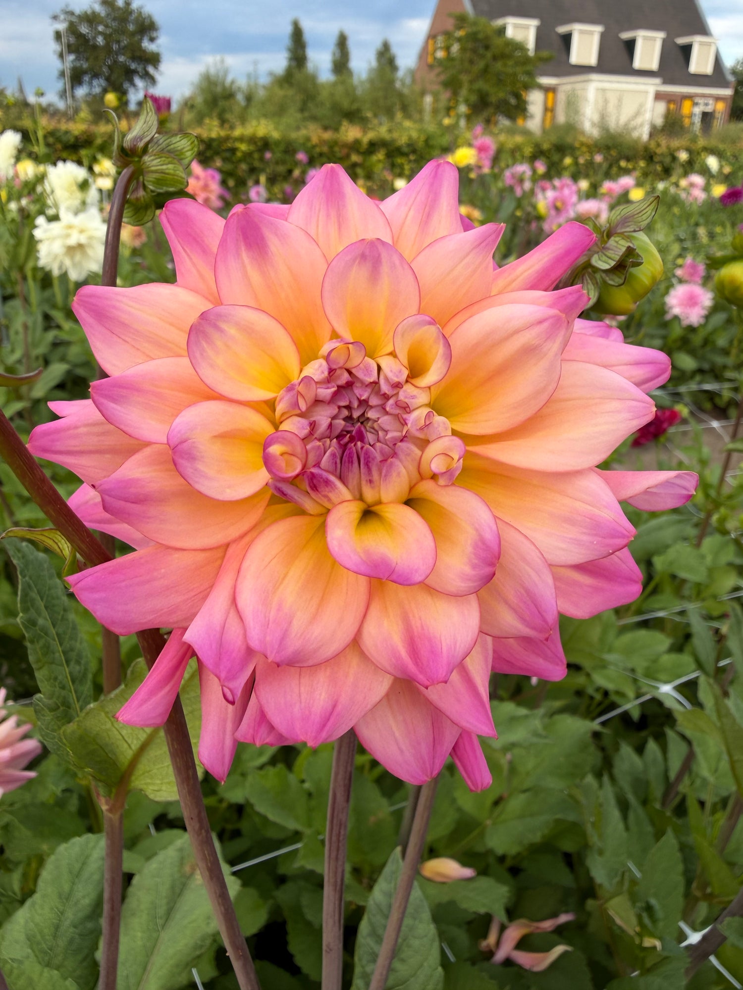 Dahlia Bahama Mama