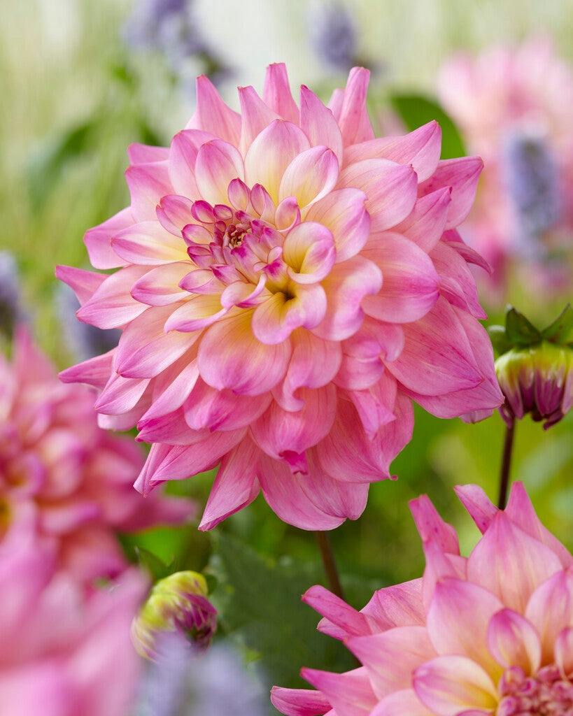 Dahlia Bahama Mama