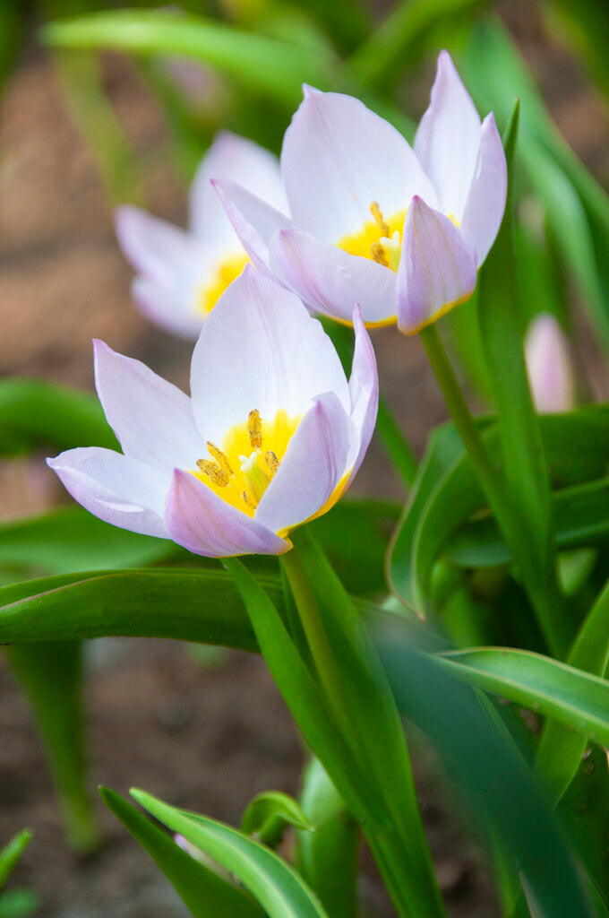 Tulipa Bakeri Lilac Wonder