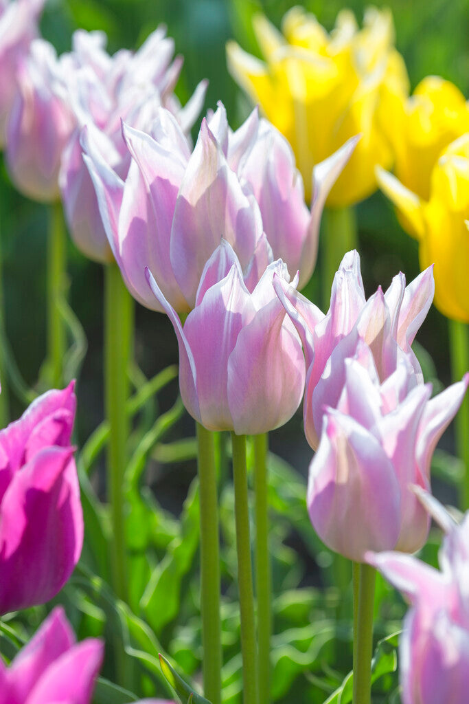 Tulipa Ballade Lady