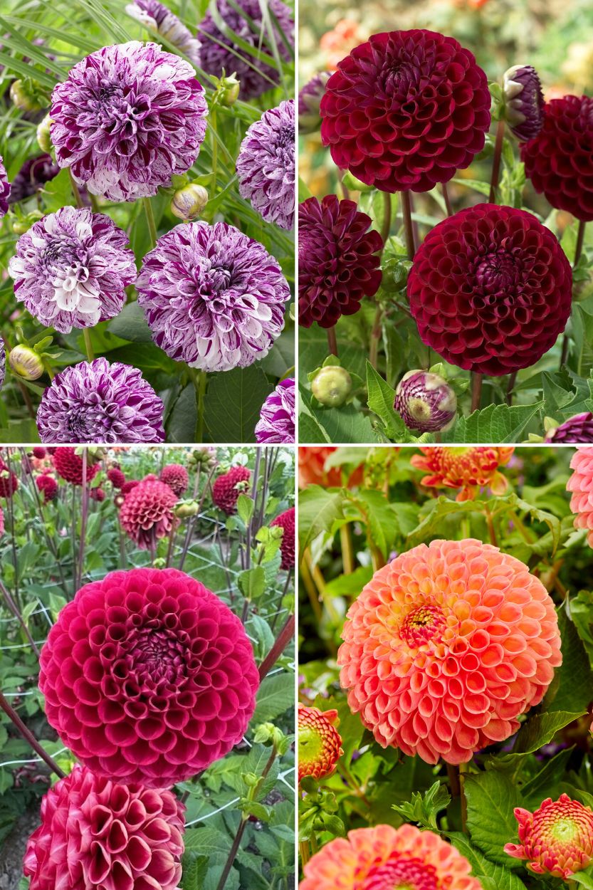 Dahlia collectie Ball