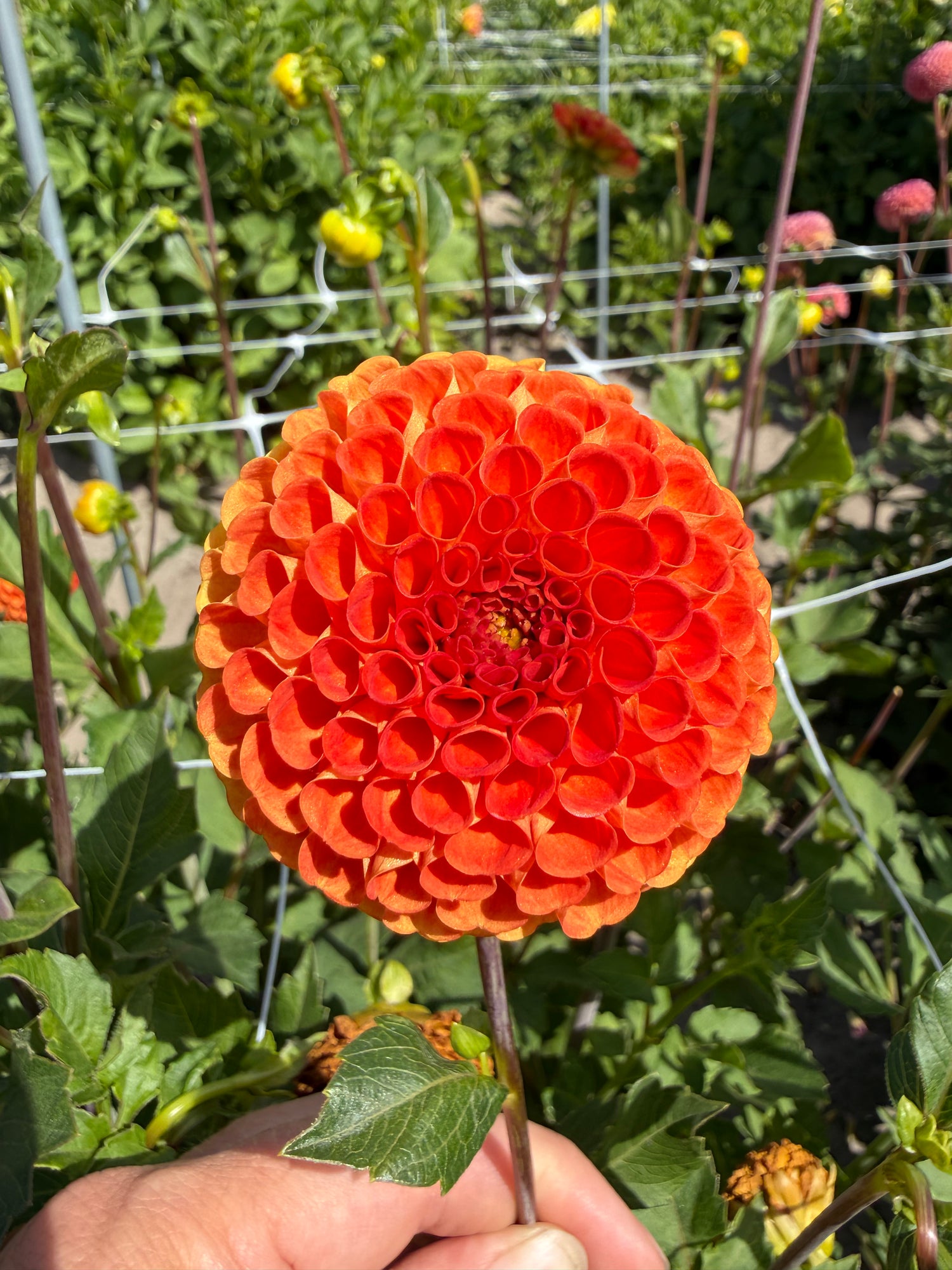 Dahlia Bantling