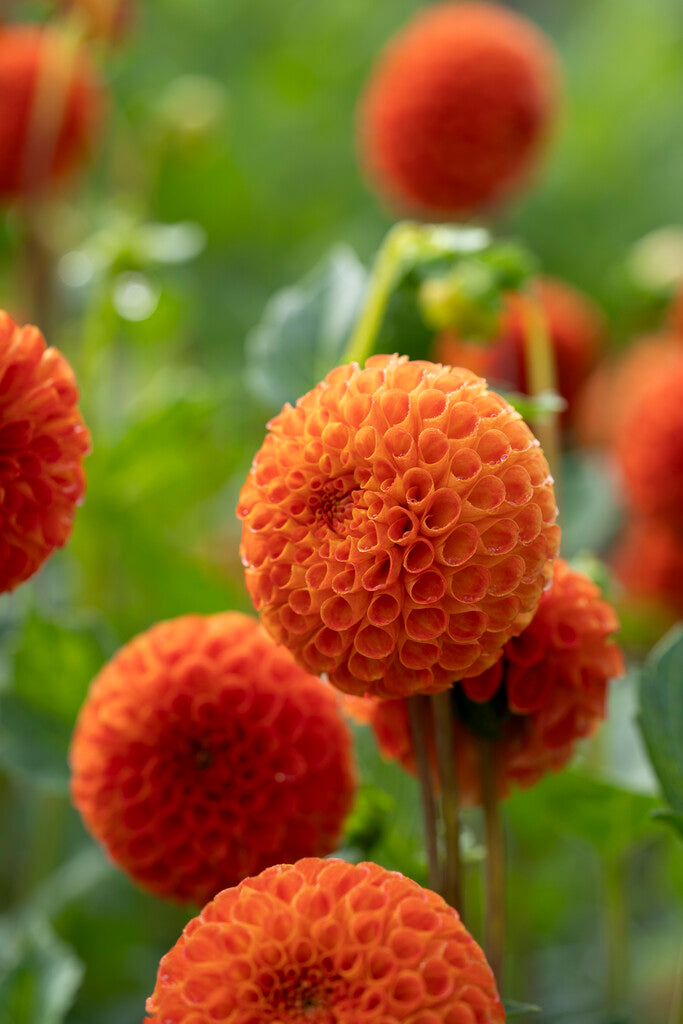 Dahlia Bantling