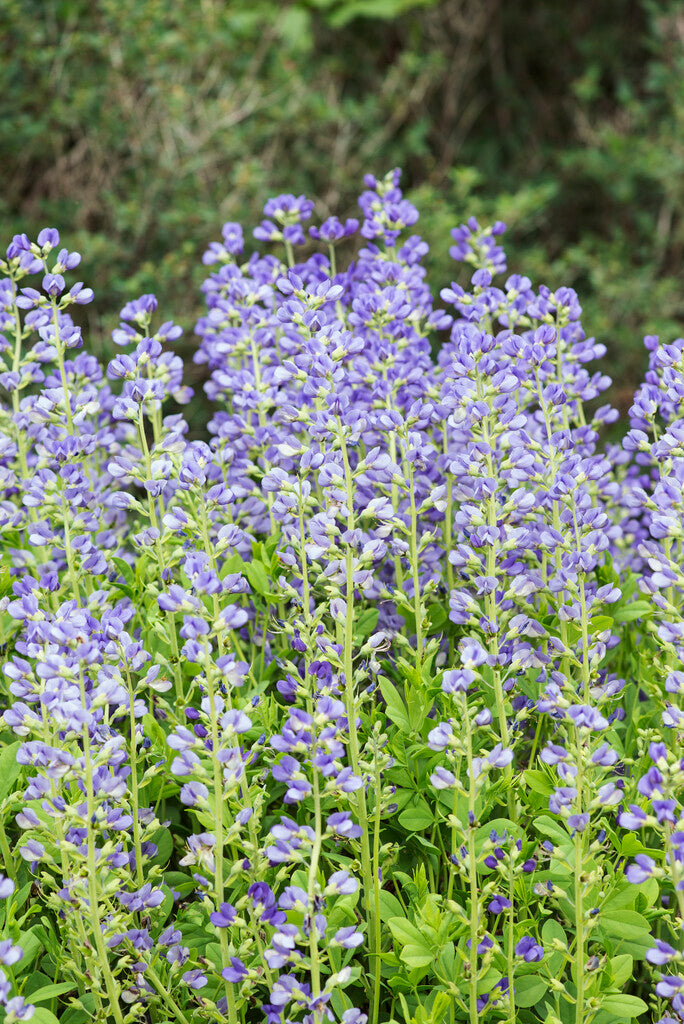Baptisia australis XL