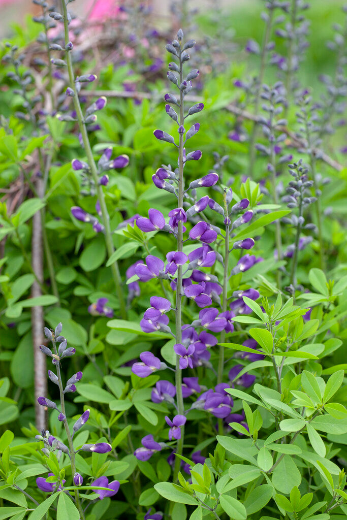Baptisia Purple Smoke XL