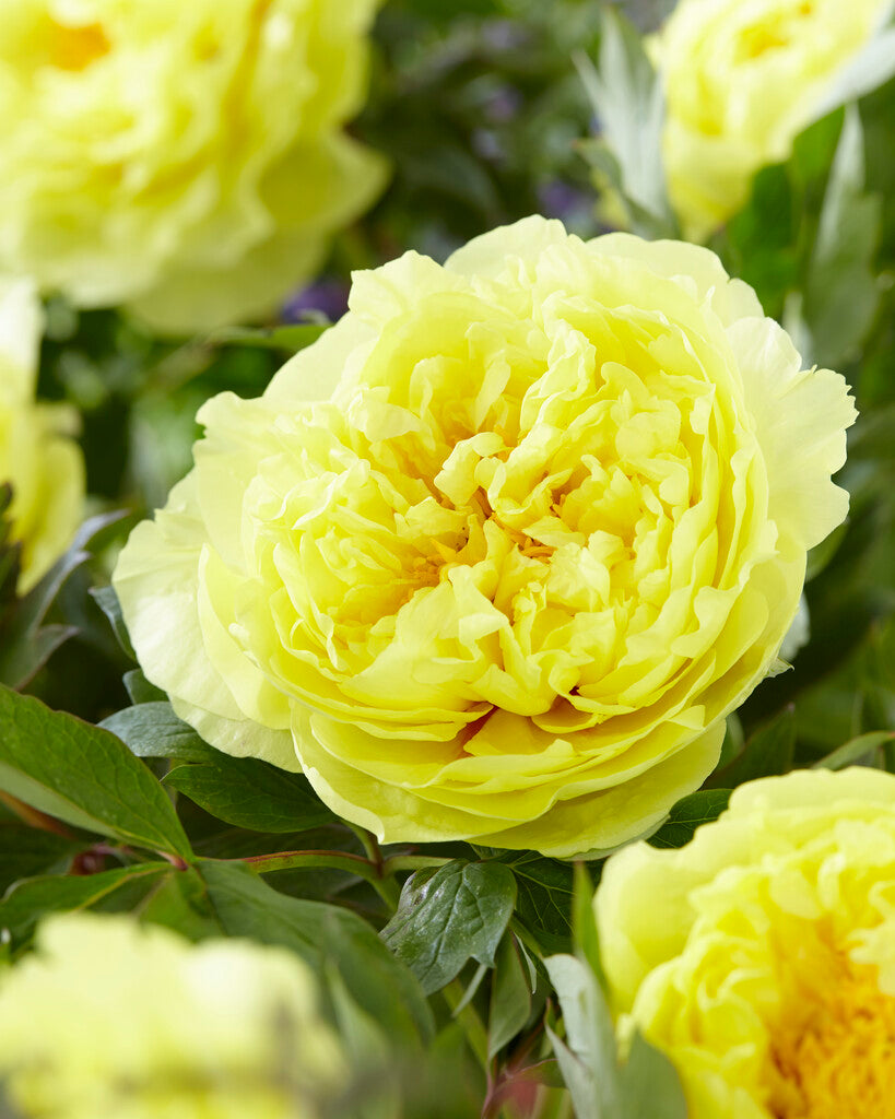Paeonia Bartzella