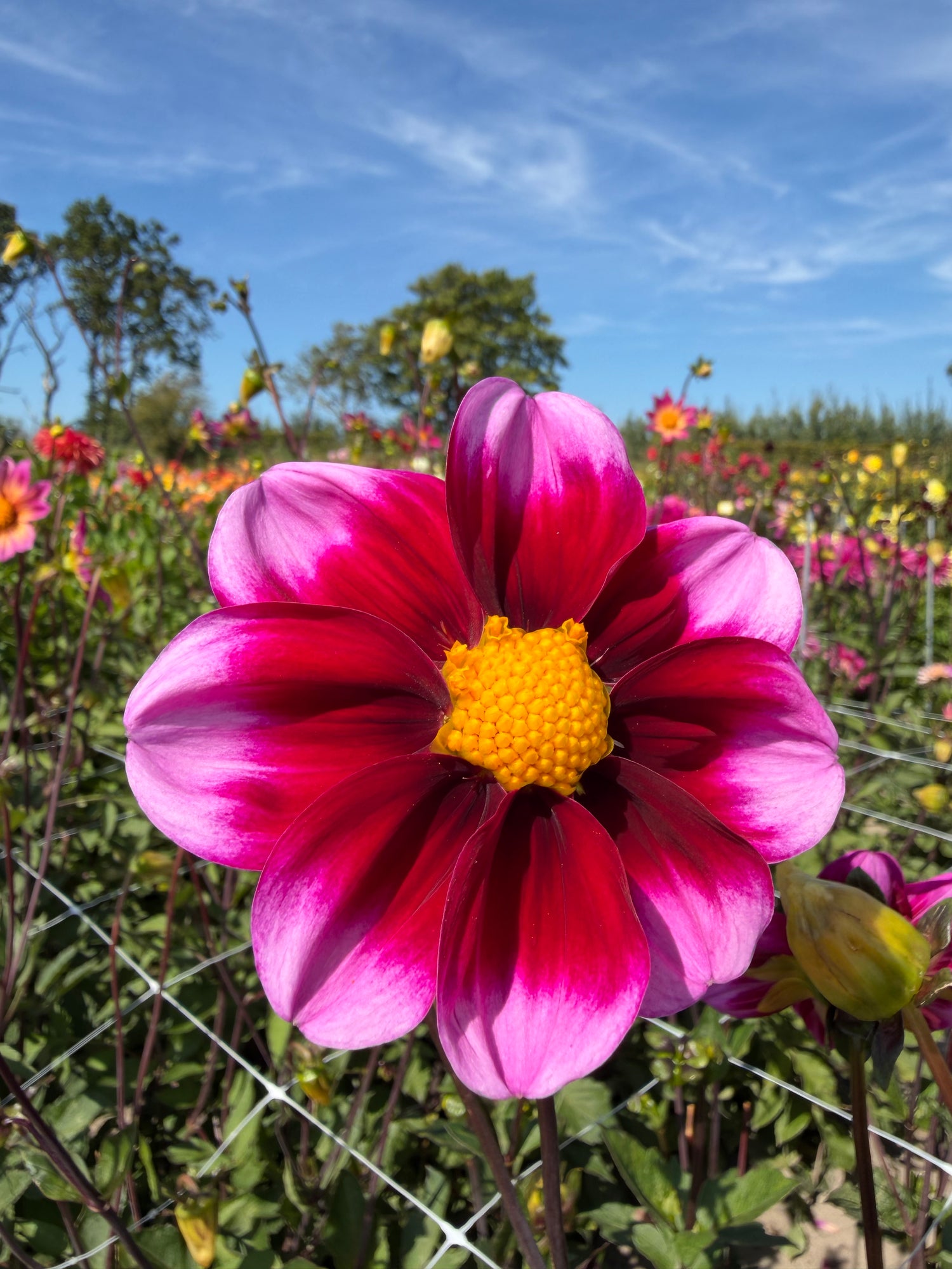 Dahlia Bashfull