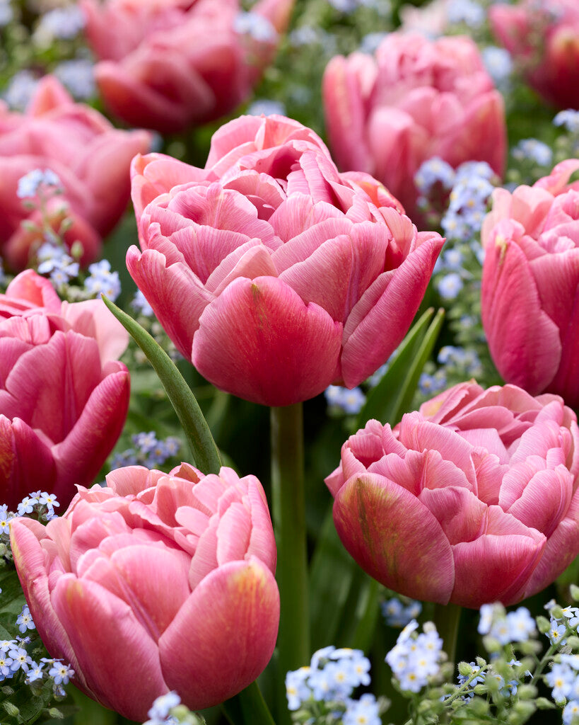 Tulipa Beachberry