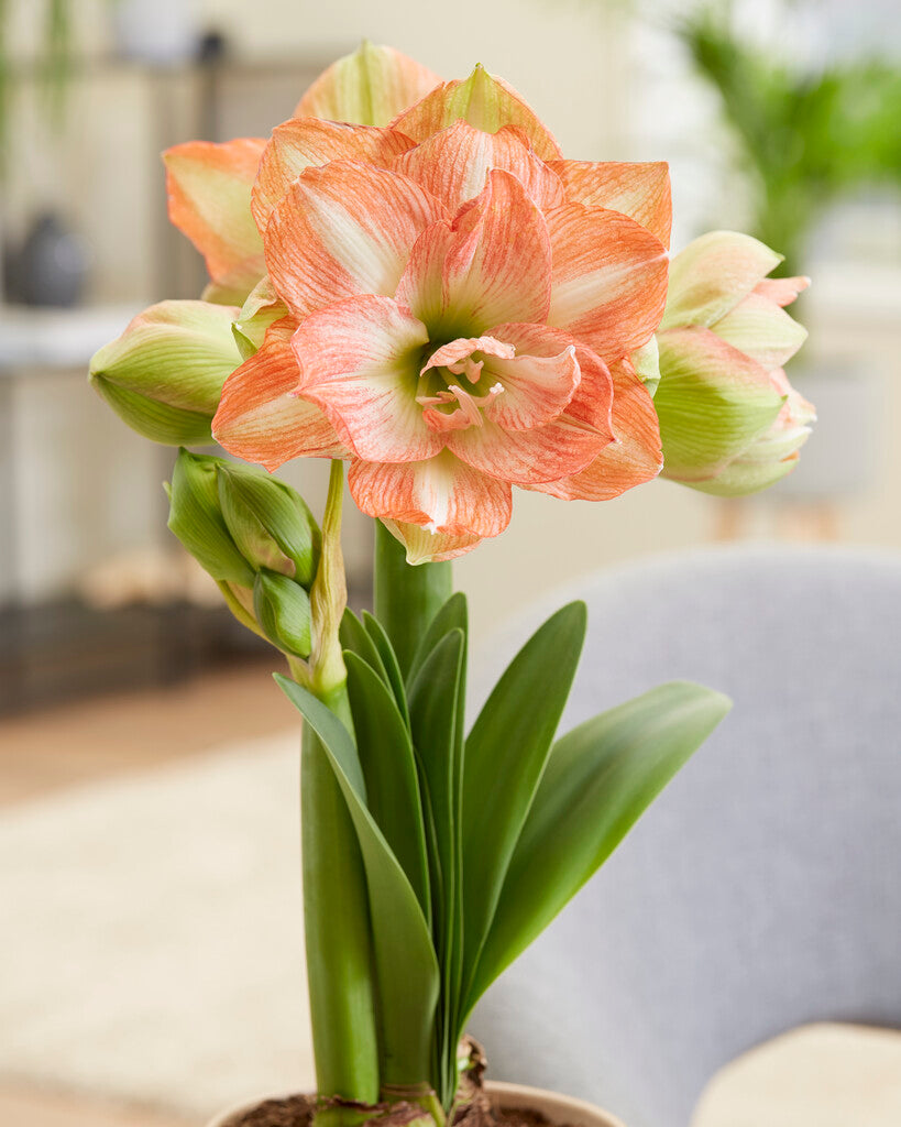 Amaryllis Beautiful Emotion