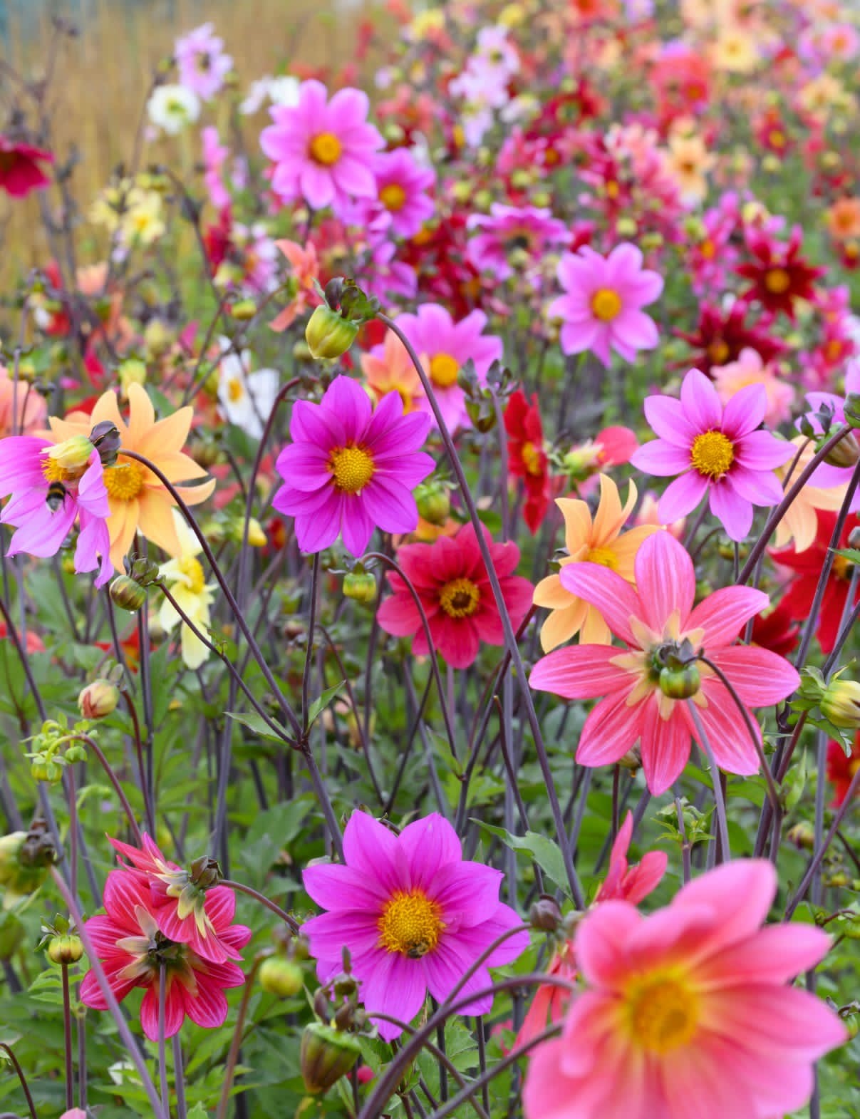 Dahlia Bee Friendly Mix