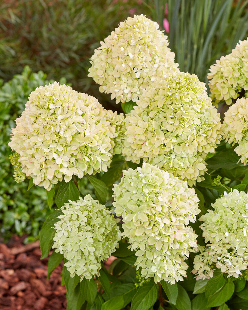 Hydrangea Paniculata Bienengrün