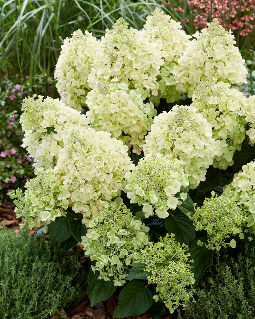 Hydrangea Paniculata Bee Happy