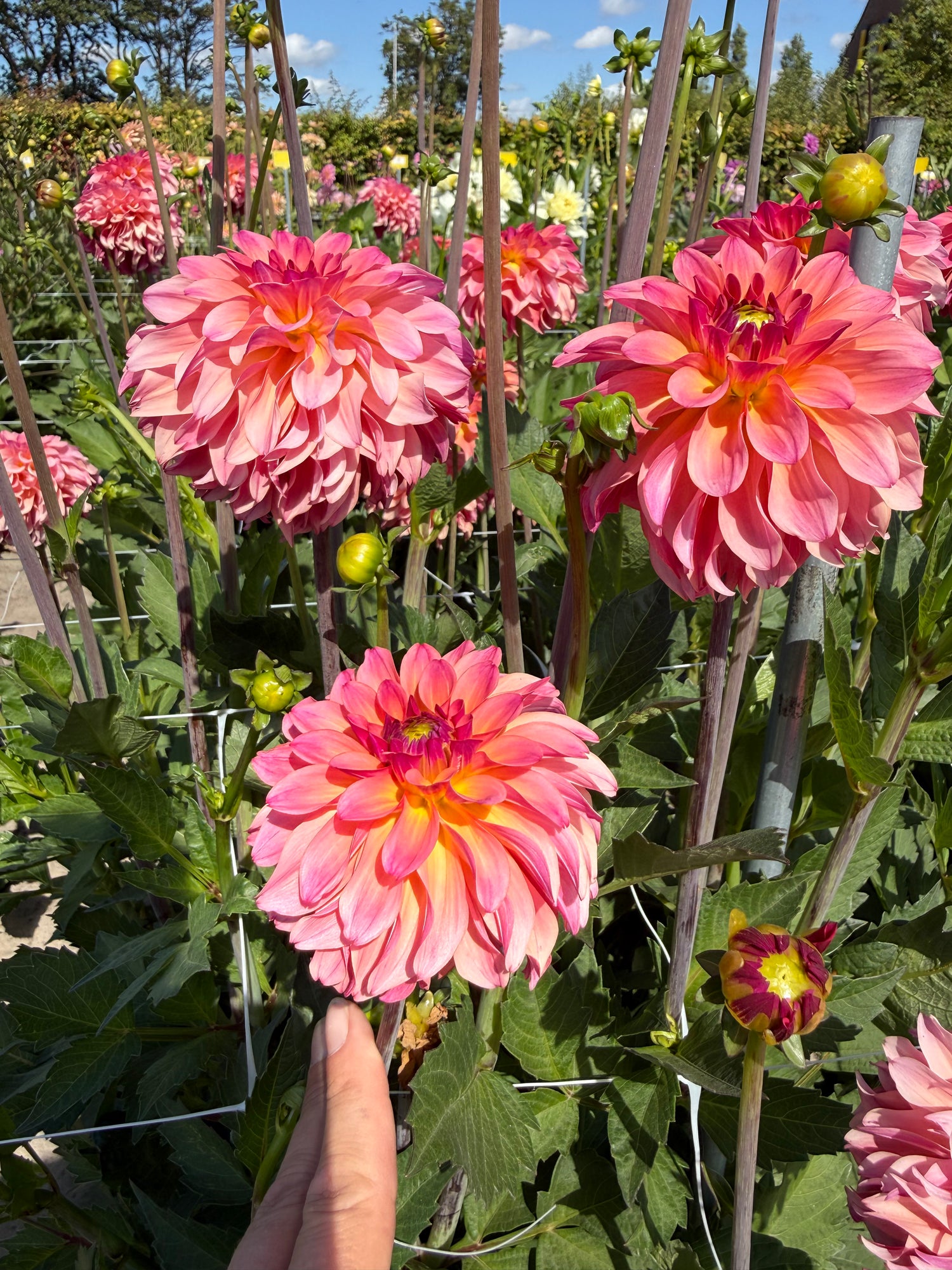 Dahlia Belfloor
