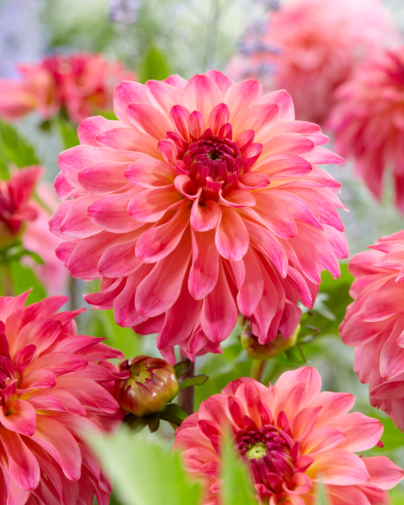 Dahlia Belfloor