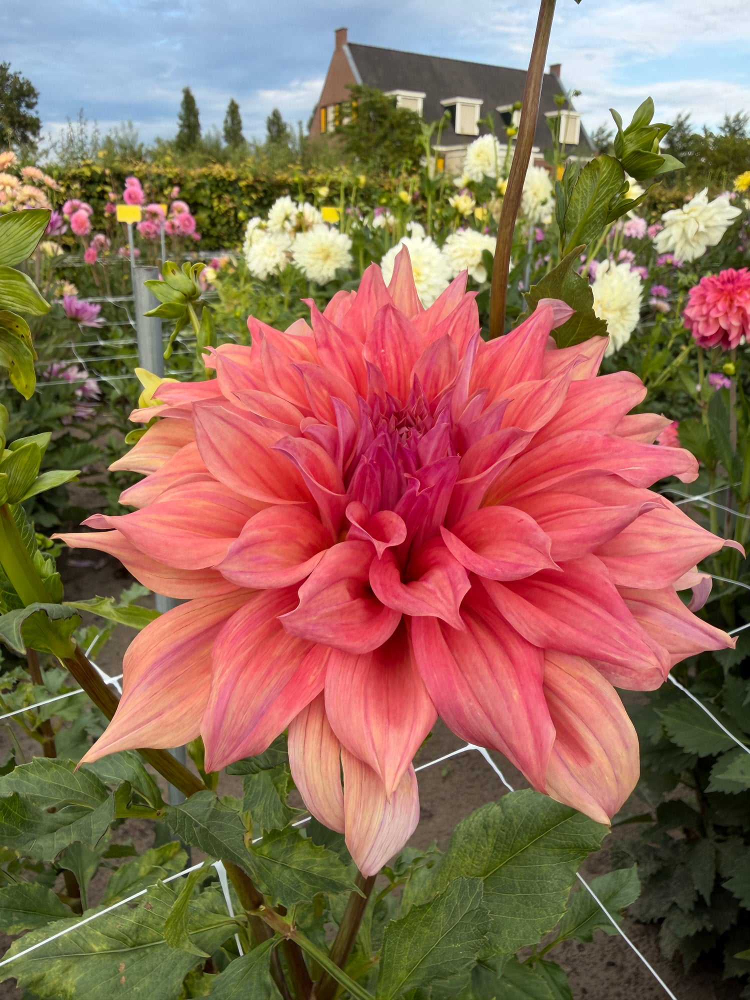 Dahlia Belle of Barmera