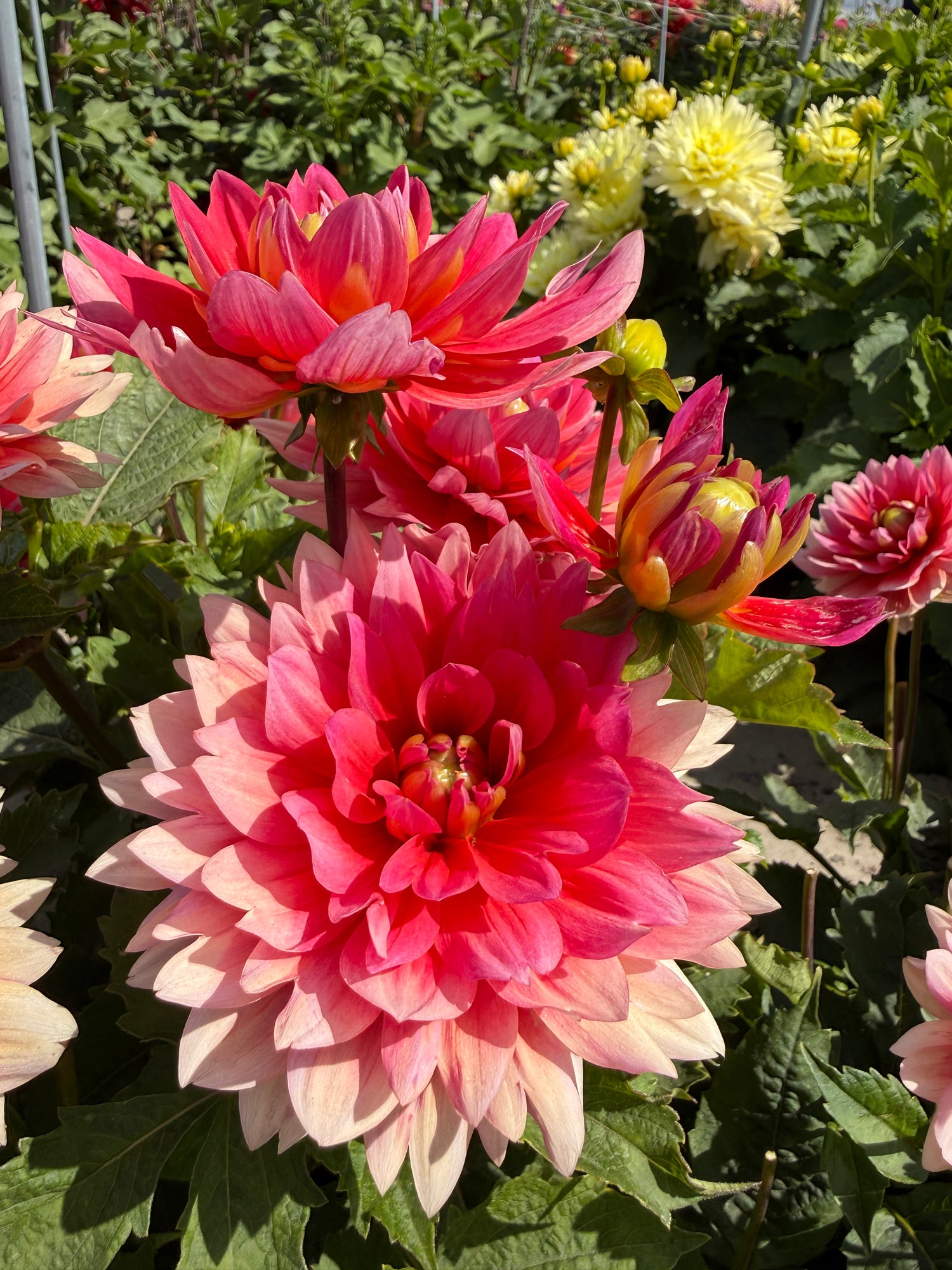 Dahlia 'Berliner Kleene'