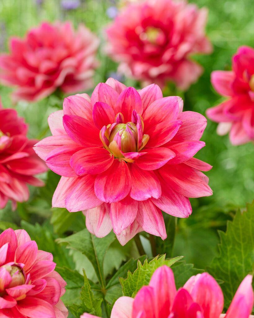 Dahlia Berliner Kleene