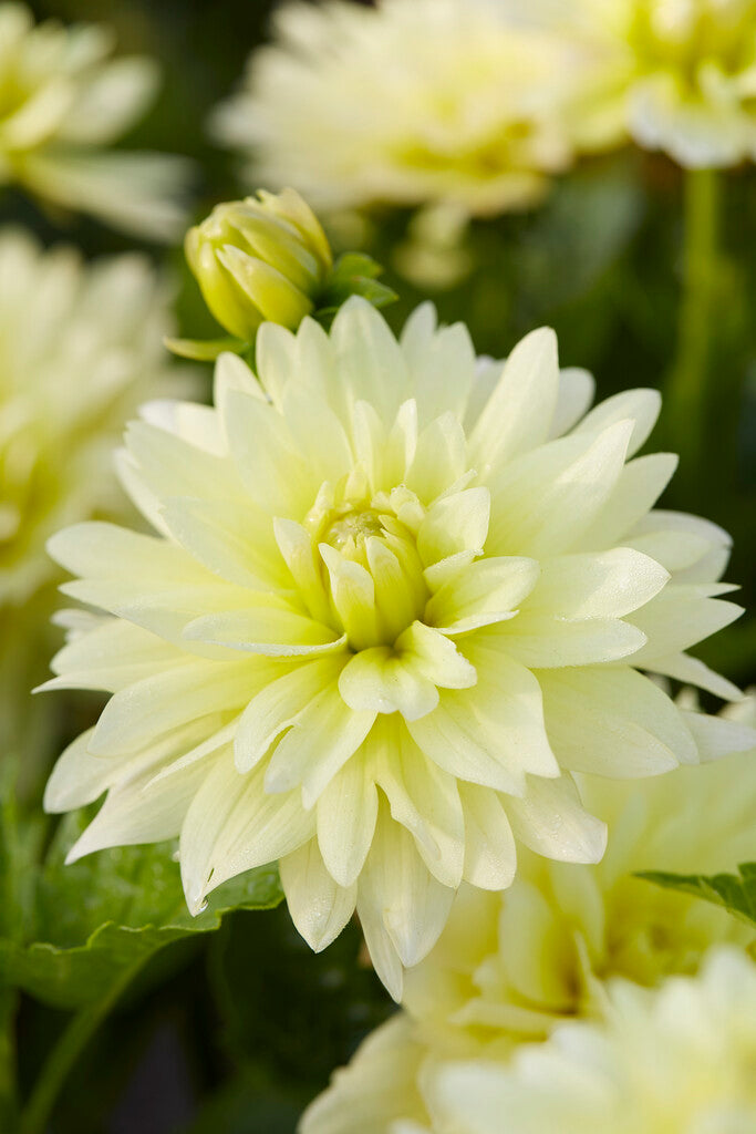 Dahlia Berliner Lemon