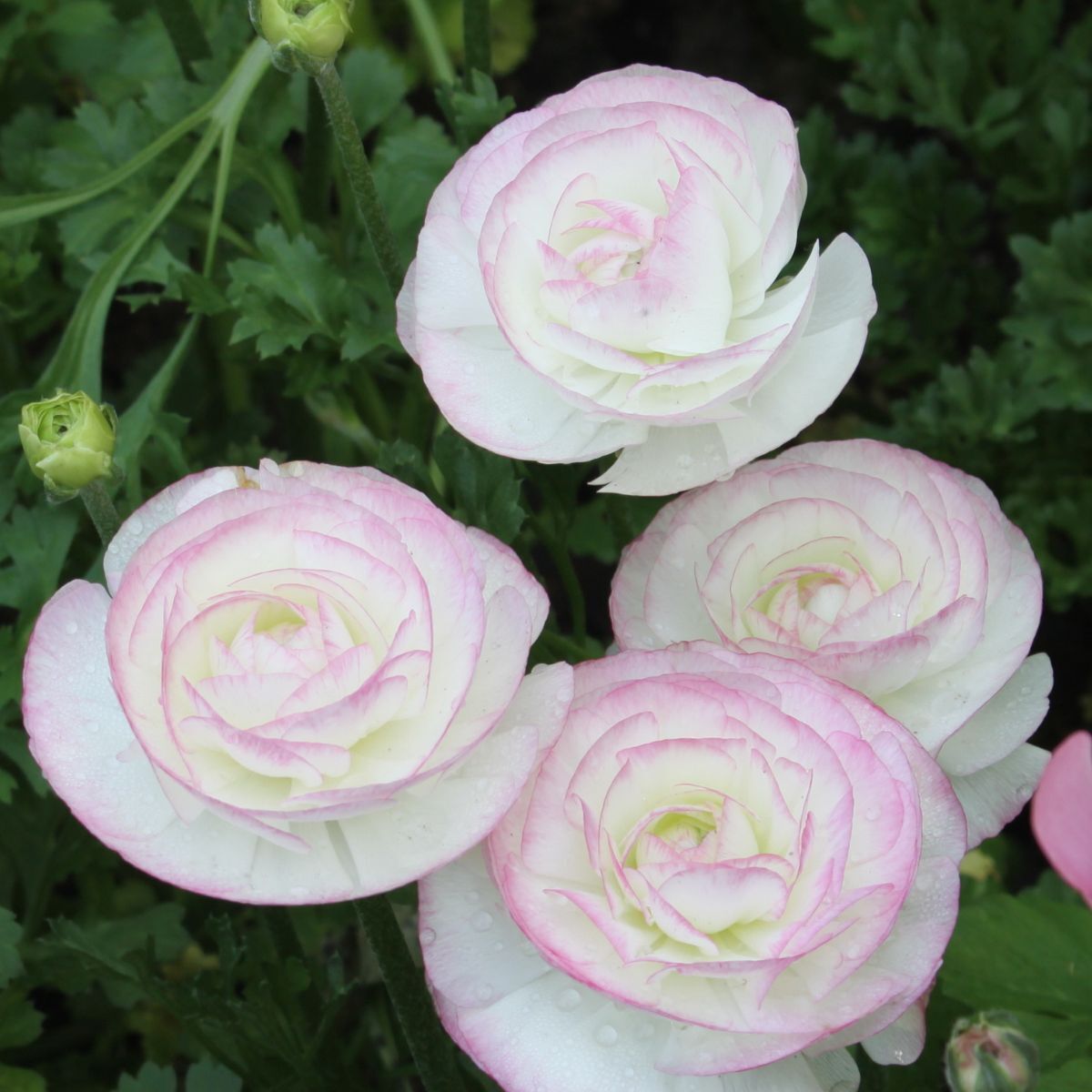 Ranunculus Bianco Sfumato