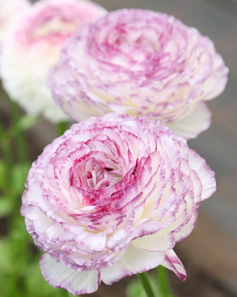 Ranunculus Bianco Striato 303IP