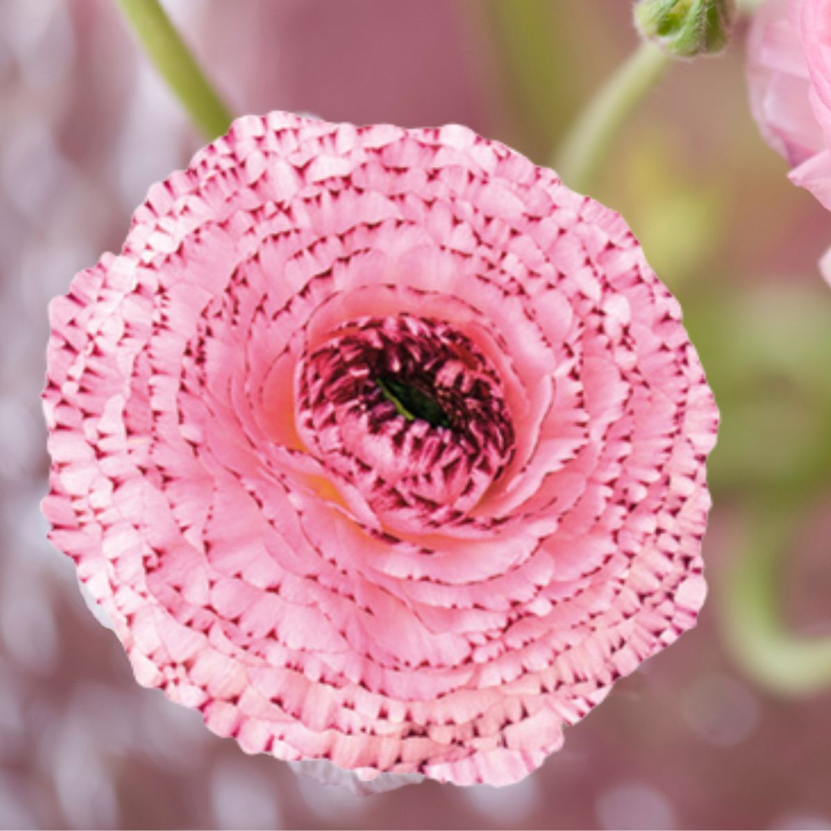Ranunculus Bianco Striato 48-14