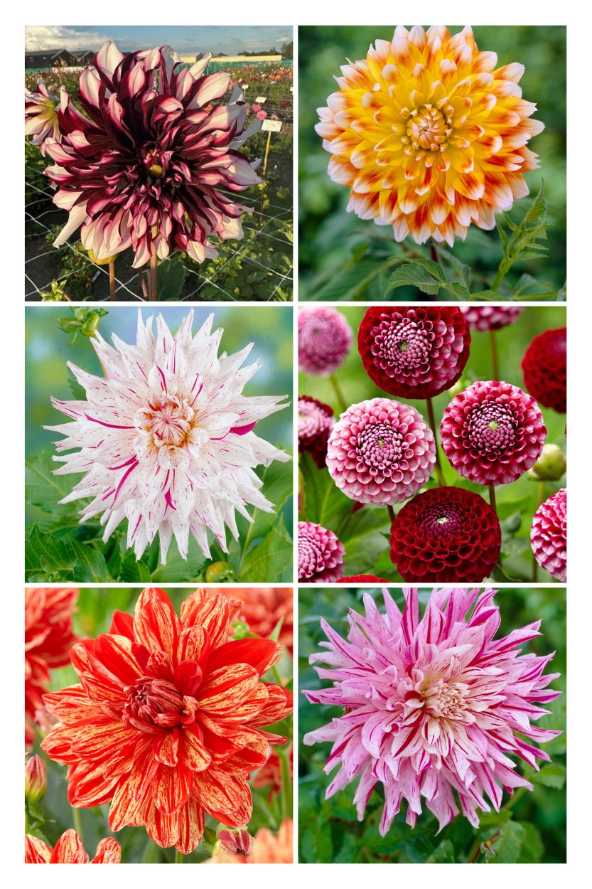 Dahlia collectie Bicolor