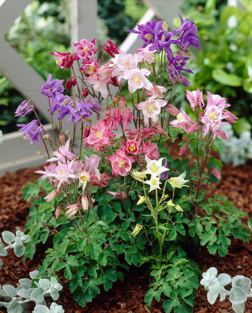 Aquilegia Biedermeier