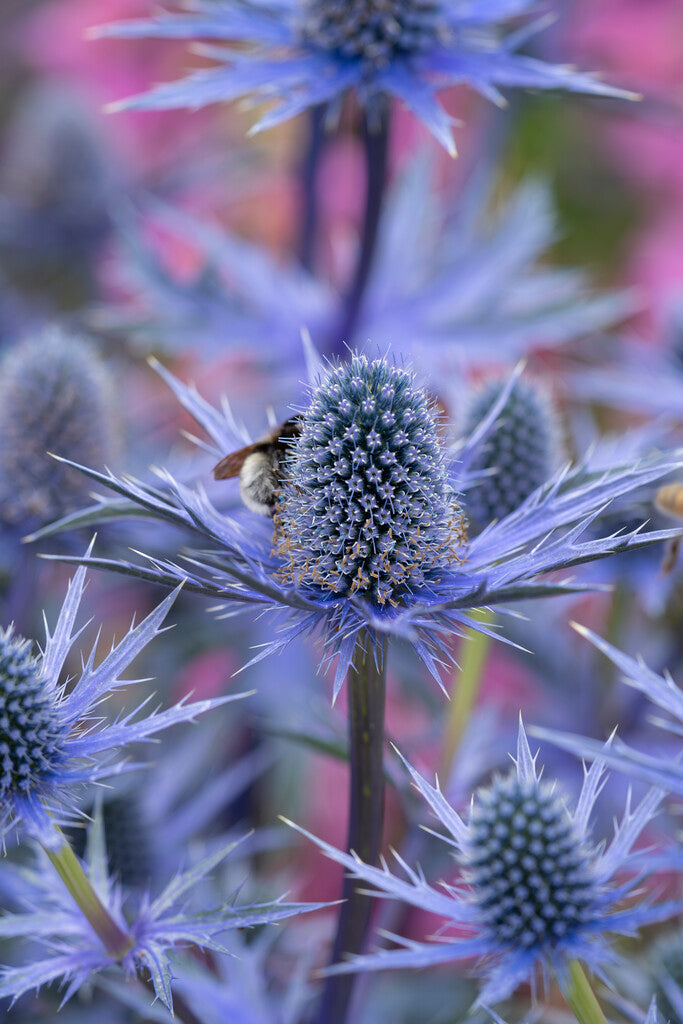 Eryngium Big Blue