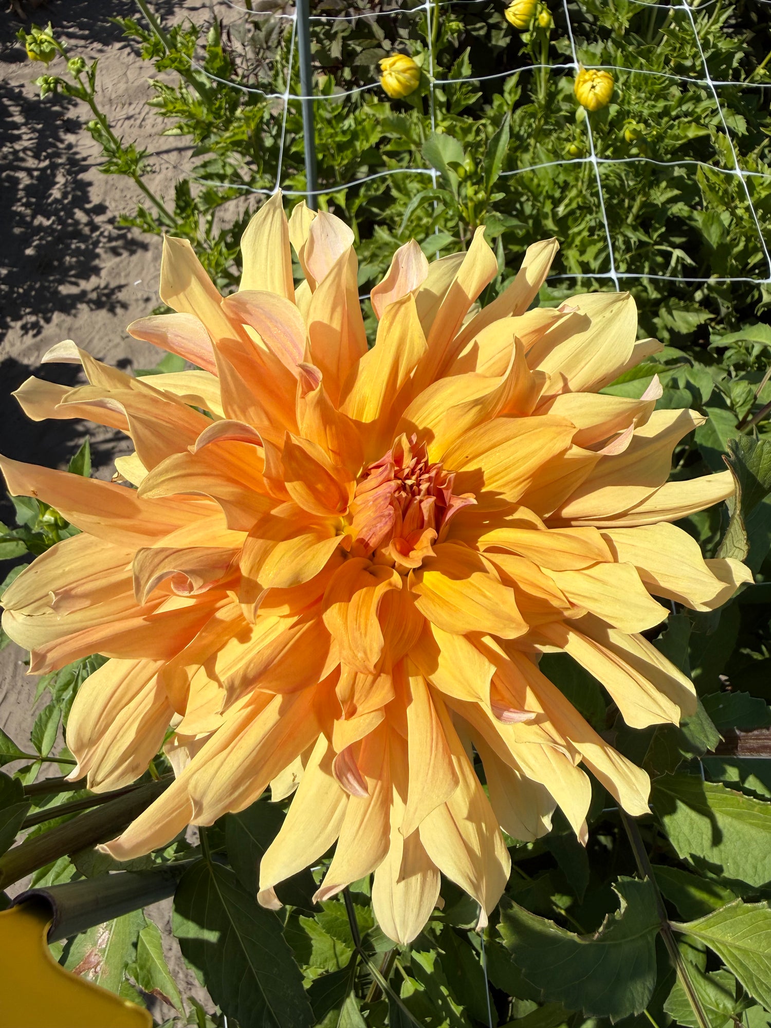 Dahlia Big Bro