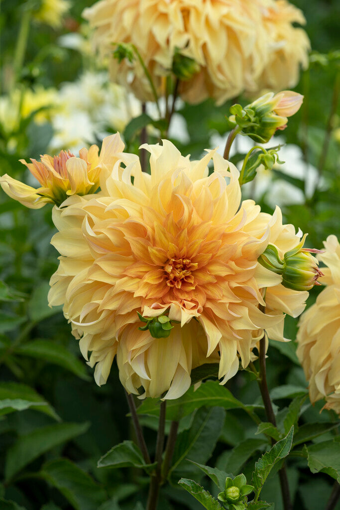 Dahlia Big Brother