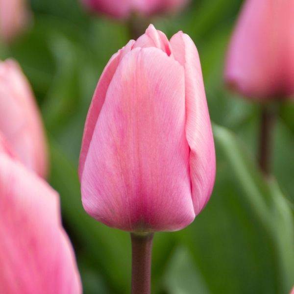 Tulipa Big Love