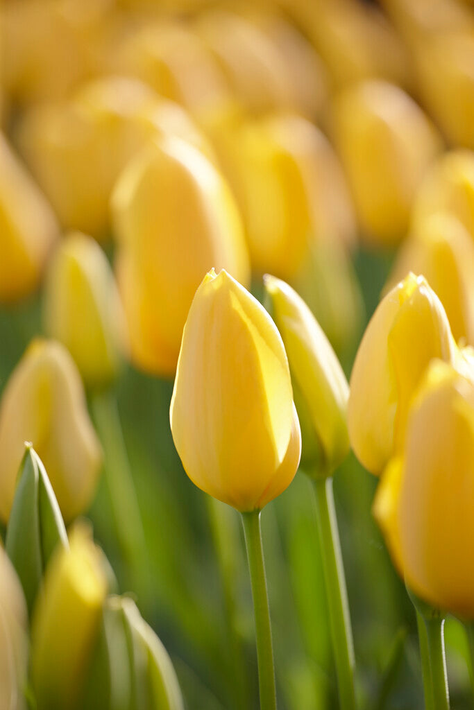 Tulipa Big Smile