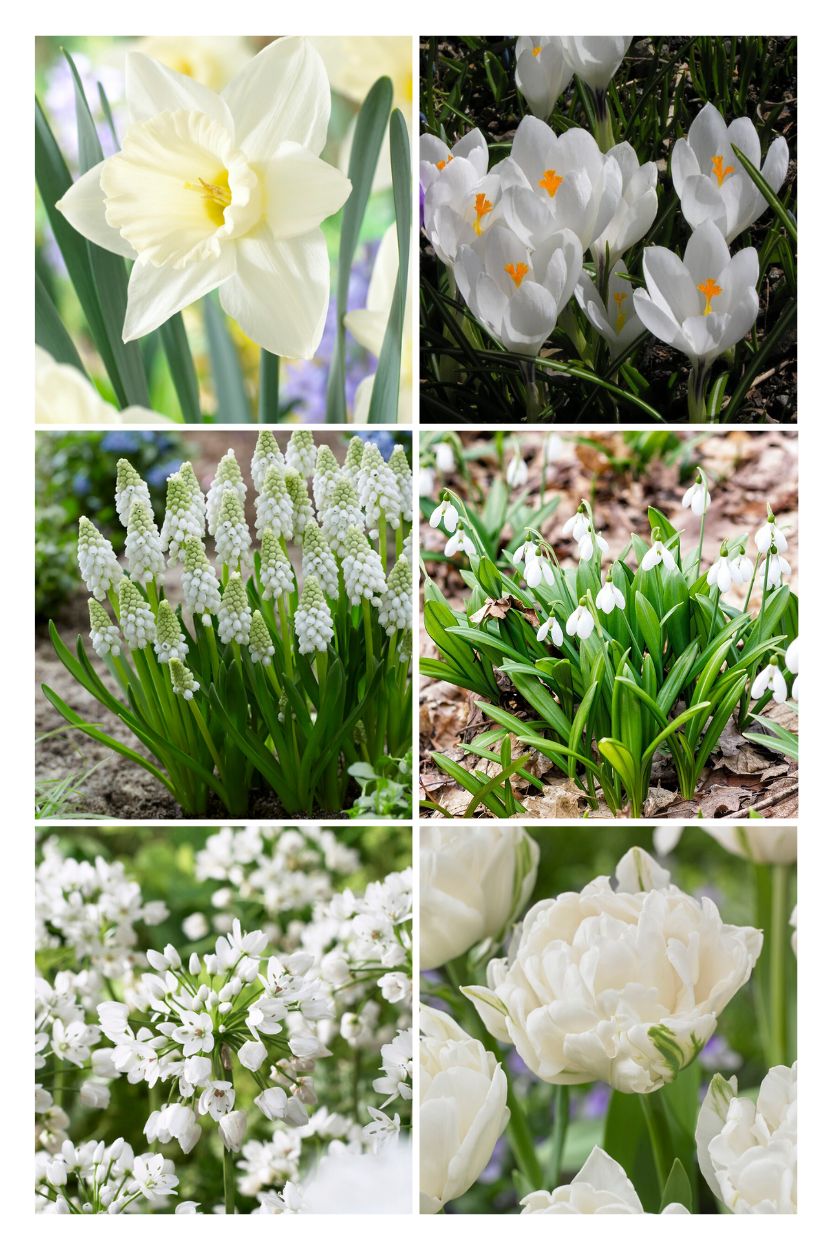 Bijzondere bloembollen bijen en vlinder pakket wit